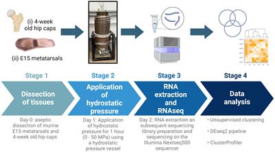 The effects of physiological and injurious hydrostatic pressure on murine ex vivo articular and growth plate cartilage explants: an RNAseq study